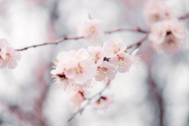 İlkbaharda açarlar, ısınırlar, güneşlenirler. Bahçedeki bir dalda genç ve güzel bir kayısı çiçeği.