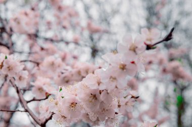 İlkbaharda açarlar, ısınırlar, güneşlenirler. Bahçedeki bir dalda genç ve güzel bir kayısı çiçeği.