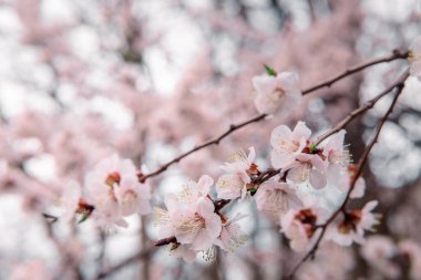 İlkbaharda açarlar, ısınırlar, güneşlenirler. Bahçedeki bir dalda genç ve güzel bir kayısı çiçeği.