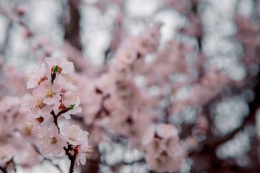 İlkbaharda açarlar, ısınırlar, güneşlenirler. Bahçedeki bir dalda genç ve güzel bir kayısı çiçeği.