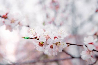 İlkbaharda açarlar, ısınırlar, güneşlenirler. Bahçedeki bir dalda genç ve güzel bir kayısı çiçeği.