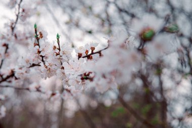 İlkbaharda açarlar, genç yapraklar, güneşli bir günde ısınırlar. Bahçedeki yeşil bir dalda kayısı çiçeği, yakın.