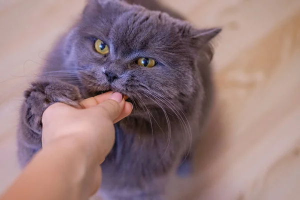 Mano Femenina Comer Gato Británico Pelo Largo Gris Gato Come — Foto de Stock