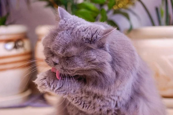 Gris Esponjoso Raza Pura Gato Británico Sienta Una Habitación Suelo — Foto de Stock