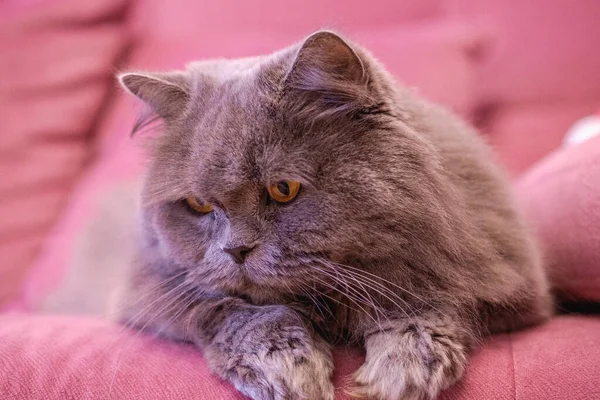 Munstycke Grå Stor Långhårig Brittisk Katt Ligger Rosa Soffa Begreppet — Stockfoto