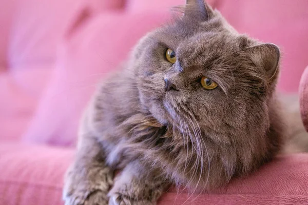 Muzzle of gray big long-haired British cat lies on a pink sofa. Concept weight gain during the New Year holidays, obesity, diet for the cat. Offended face cute Fold British..