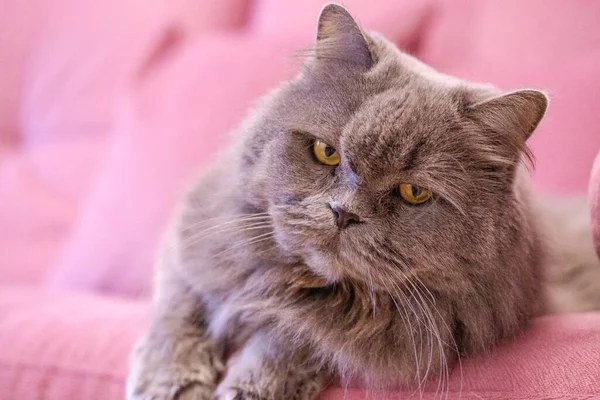 Munstycke Grå Stor Långhårig Brittisk Katt Ligger Rosa Soffa Begreppet — Stockfoto
