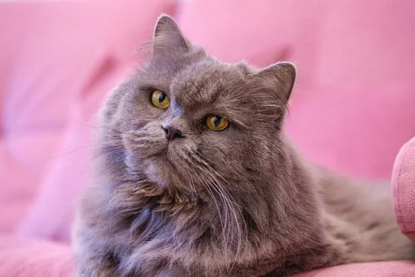 Muzzle of gray big long-haired British cat lies on a pink sofa. Concept weight gain during the New Year holidays, obesity, diet for the cat. Offended face cute Fold British..