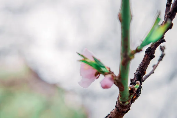 Zarte Blüte Frühling Junge Blätter Wärmend Einem Sonnigen Tag Schöne — Stockfoto