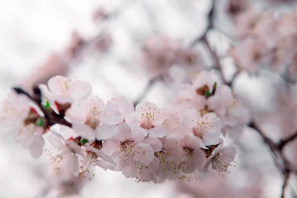 Tender Blooming Spring Warming Sunny Day Beautiful Young Apricot Flower — Stock Photo, Image