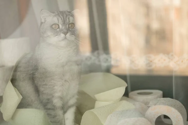 Lonely Somber Gray Striped Young Cat Sits Windowsill Rolls Toilet — Stock Photo, Image