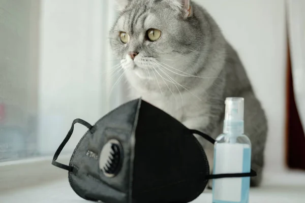 Gruff Gray Striped Young Cat Sits Windowsill Black Mask Respirator — Stock Photo, Image