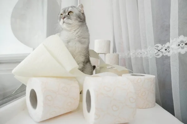 Lonely Somber Gray Striped Young Cat Sits Windowsill Rolls Toilet — Stock Photo, Image