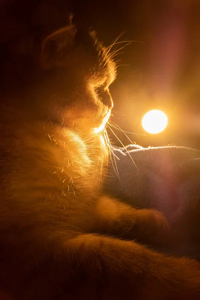 Gris Rayas Esponjoso Pura Raza Gato Británico Sienta Oscuridad Azul Imagen De Stock