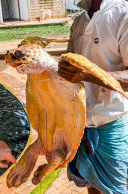 Adamın elinde büyük, sarı gagalı bir kaplumbağa var. Bentota, Sri Lanka 'daki Deniz Kaplumbağaları Koruma Araştırma Projesi' nde hayvanları kurtarmak.