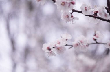 İlkbaharda açarlar, ısınırlar, güneşlenirler. Bahçedeki bir dalın üzerinde kayısı çiçeği.