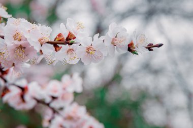 İlkbaharda açarlar, genç yapraklar, güneşli bir günde ısınırlar. Bahçedeki yeşil bir dalda kayısı çiçeği, yakın plan..