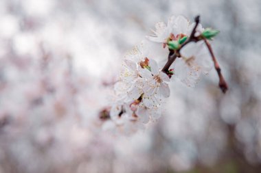 İlkbaharda açarlar, genç yapraklar, güneşli bir günde ısınırlar. Bahçedeki yeşil bir dalda kayısı çiçeği, yakın plan..