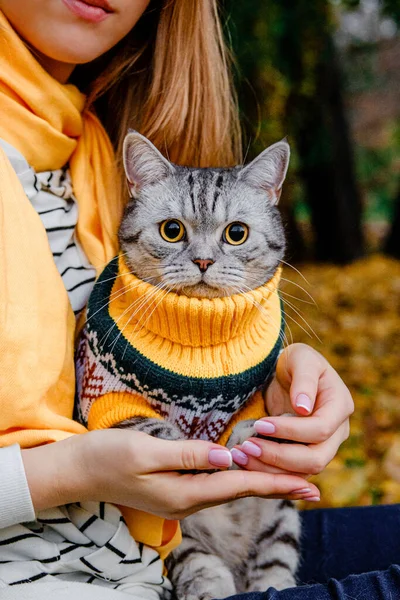 Gato Sorprendido Con Grandes Ojos Suéter Sienta Las Manos Las —  Fotos de Stock