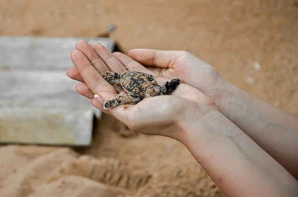 Una Pequeña Tortuga Recién Nacida Yace Sobre Una Mano Humana —  Fotos de Stock