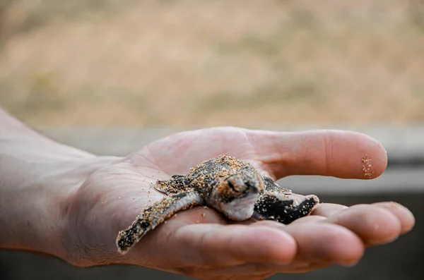 Küçük Yeni Doğmuş Bir Kaplumbağa Bentota Sri Lanka Daki Deniz — Stok fotoğraf