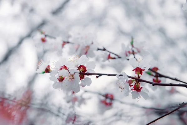 Tender Blooming Spring Warming Sunny Day Beautiful Young Apricot Flower — Stock Photo, Image