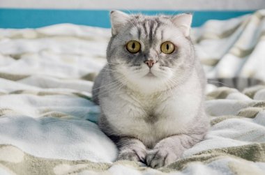 Güzel tüylü bir tekir kedi evin penceresinin yanındaki parlak bir odada yatağın üzerinde yatıyor. Sabahları sevimli, şaşırmış bir kedinin yakın plan portresi, karantina sırasında genç hayvanların izole edilmesi.