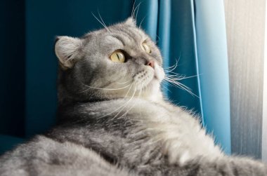 Güzel tüylü bir tekir kedi evin penceresinin yanındaki parlak bir odada yatağın üzerinde yatıyor. Sabahları sevimli, şaşırmış bir kedinin yakın plan portresi, karantina sırasında genç hayvanların izole edilmesi.