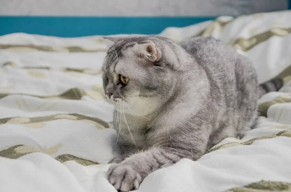 Beautiful Fluffy Tabby Cat Lies Bed Bright Room Window House — Stock Photo, Image