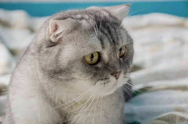 Vacker Fluffig Tabby Katt Ligger Säng Ett Ljust Rum Nära — Stockfoto
