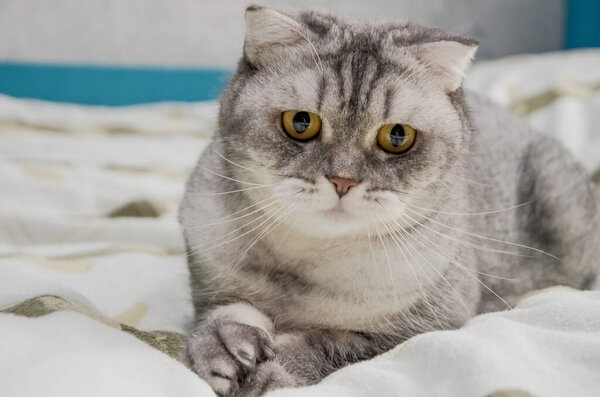 A beautiful fluffy tabby cat lies on a bed in a bright room near the window of the house. Closeup portrait of a cute surprised cat in the morning, isolation of young animals at home during quarantine