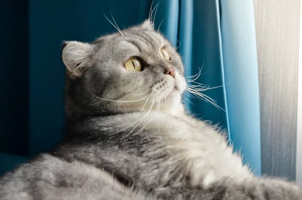 Belo Gato Macio Macio Está Uma Cama Quarto Brilhante Perto — Fotografia de Stock