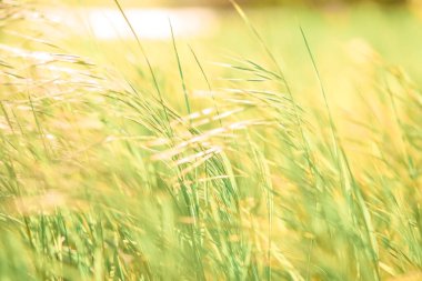 Yumuşak odak - sulu taze yeşil çimenler güneşte parlıyor. Güneşli yaz sırtüstü