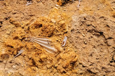Kum taşı dokusu yakın çekim. Benagil plajı, Portuga.