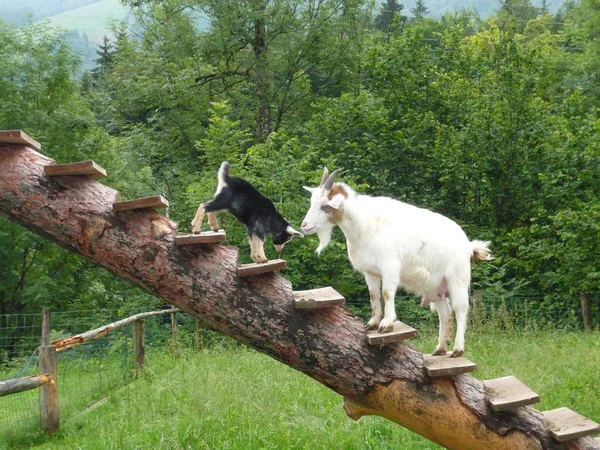 Una Pequeña Familia Cabras Madre Hijo — Foto de Stock