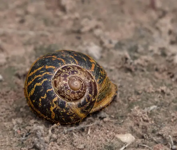 Photo of an  land snail with a beautiful patterned multi-colored shell — Stock Photo, Image