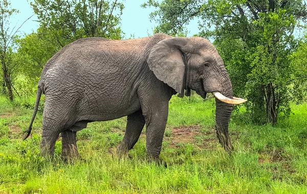 Foto de un elefante africano adulto en una reserva natural sudafricana Imagen de archivo