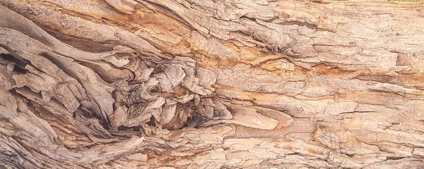 Parte del tronco de un viejo tilo con corteza cubierta con un patrón de grietas en un estilo refinado — Foto de Stock
