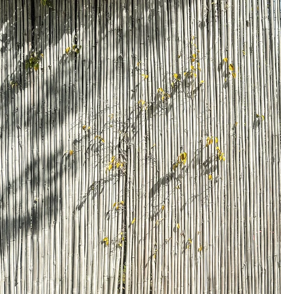 Element fencing, made of barrels of mature bamboo in Asian style — Stockfoto