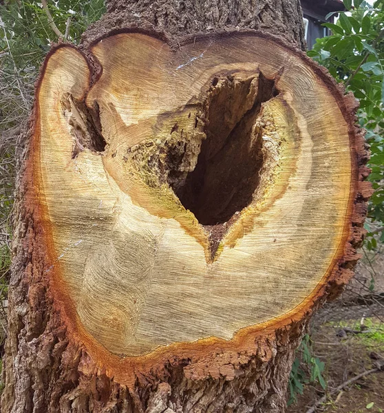 A cut of the trunk of an old tree showing a  hollow caused by rotting wood