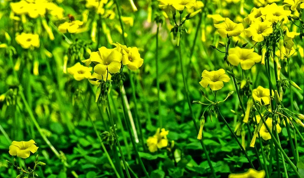 Oxalis Pes Caprae Una Especie Planta Con Flores Familia Oxalidaceae —  Fotos de Stock