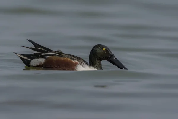 Norte Masculino Anas Clypeata Lago Esta Espécie Inconfundível Hemisfério Norte — Fotografia de Stock