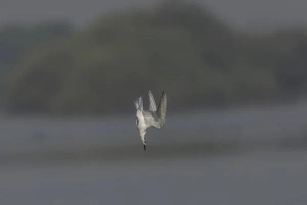 Martı Gagalı Sumru Gelochelidon Nilotica Flying Oldukça Büyük Güçlü Sumru — Stok fotoğraf