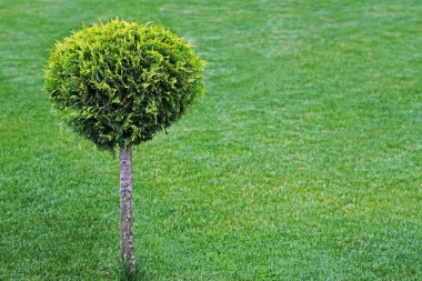 Yeşil çim üzerinde yuvarlak kesilmiş bush