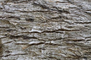 Eski ağaç yüzeyini