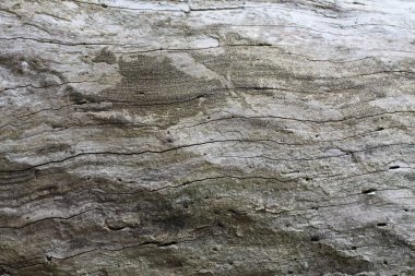 Eski ağaç, arka plan, doku, yüzey yüzeyine