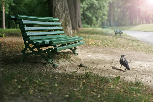 Krähe auf der Gasse im Park — Stockfoto