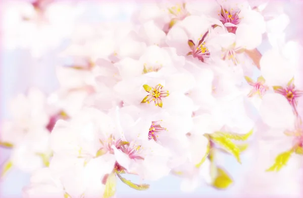 Blommande sacura eller körsbärsträd under blå himmel — Stockfoto
