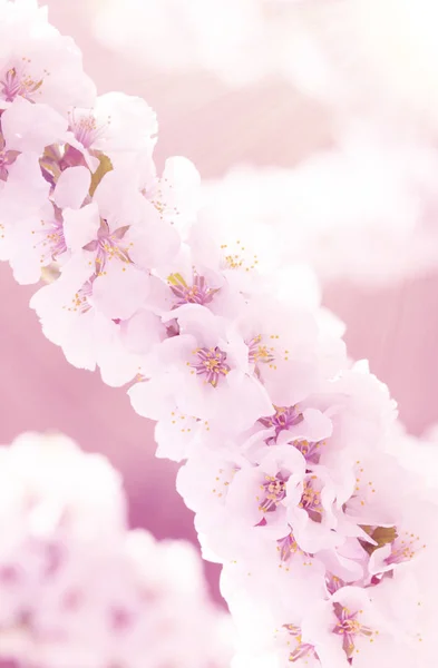 Цветущая сакура или вишня — стоковое фото