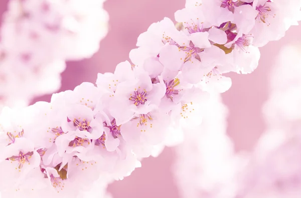 Sacura ou cerisier en fleurs — Photo